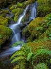 USA-Washington State-Olympic National Park Cedar Creek cascades through moss- covered boulders Art Print